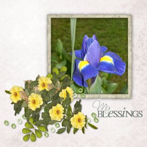 Iris flower