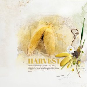 2022-7-28-Harvest.jpg