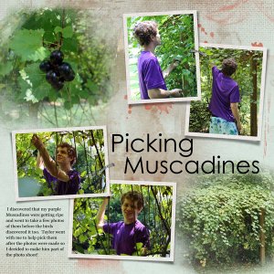 Picking Muscadines