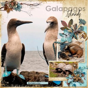 Galapagos Islands.