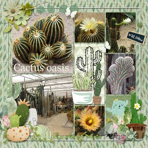 Cactus Oasis