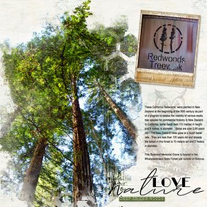 California Redwood-Grove-1.jpg