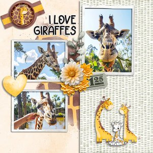 Giraffes.jpg