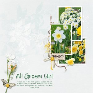 All Grown Up - Daffodils 4-2025