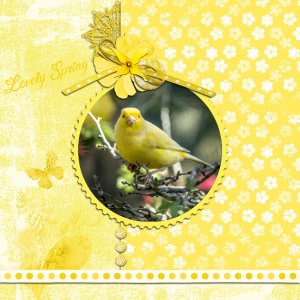 PBP Canary.jpg