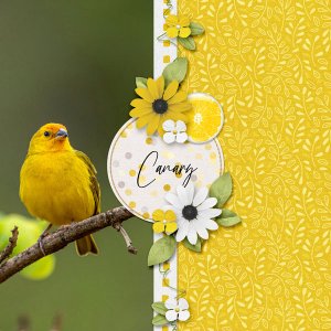 Canary