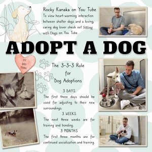 Adopt a Dog