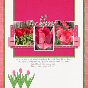 Spring Tulips 2025