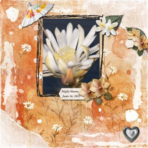Ready Template 8x8 72.jpg