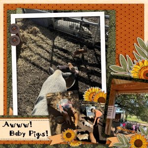 Baby Pigs