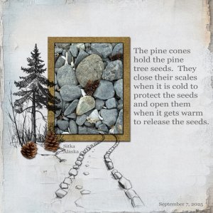 Pine Cone 8x8 72.jpg