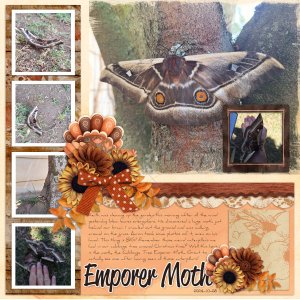 2024-10-28_EmporerMoth