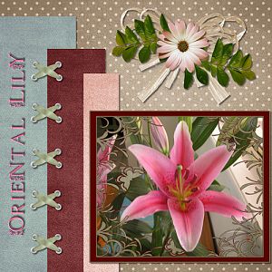 Oriental Lily