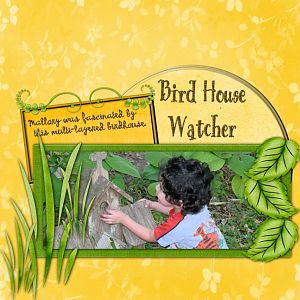 Bird House Watcher