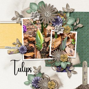 Muddy Boots-Tulips