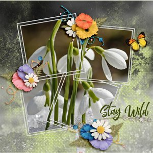 AOM-09 - Stay Wild