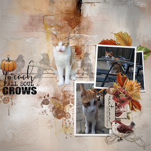 AOM Tiramisu designs 03-04.png
