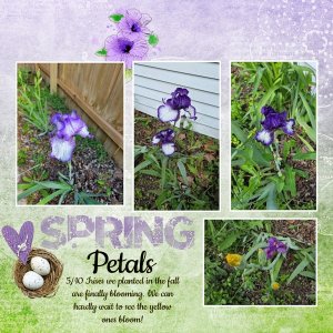 2026_05 Petals