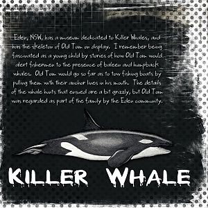 Killer Whale