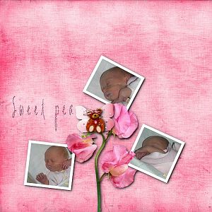 Sweet Pea