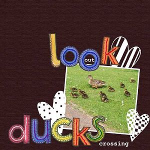 Look out - Ducks crossing