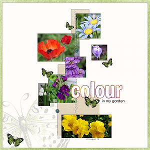 Colour in my garden