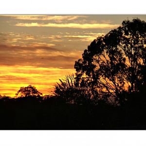 Silhouette of trees