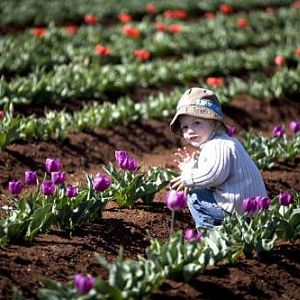 Tesselaar Tulip Festival