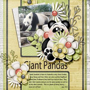 Giant Pandas