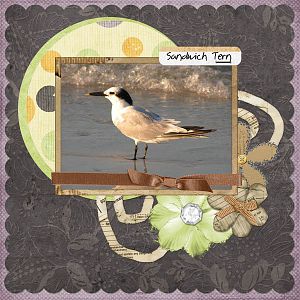 Tern