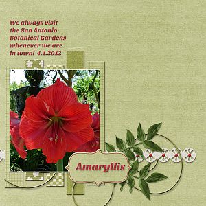 Amaryllis