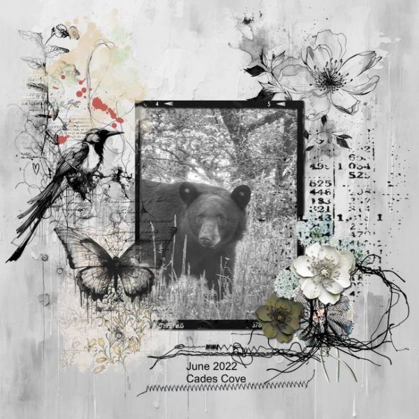 2022 05 Cades Cove Bear