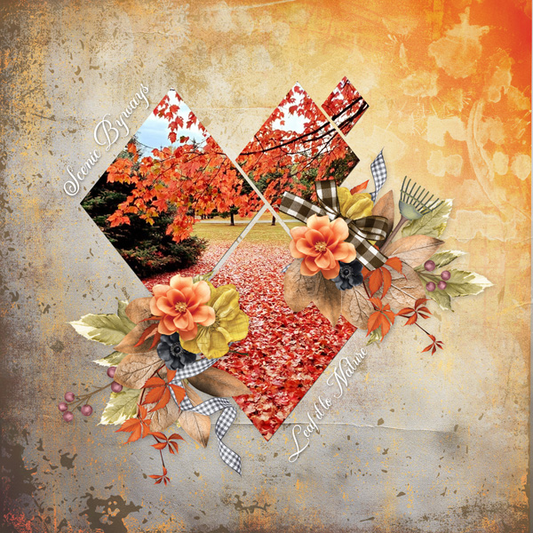 A Fall Walk 2024