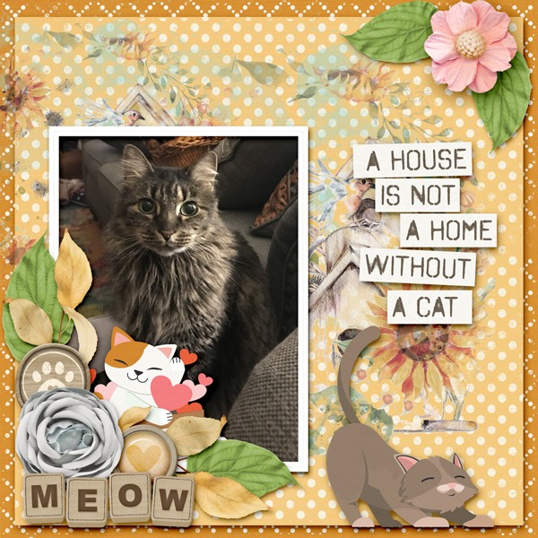 A House Is Not A Home Without A Cat