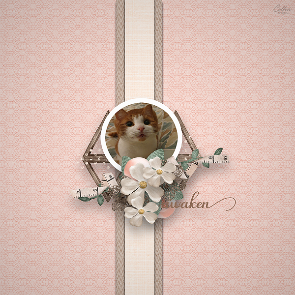 AOM DDDesigns 02-04.png