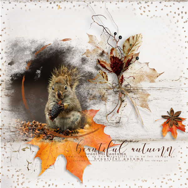 Autumn Squirrel