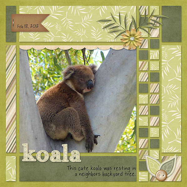 Backyard Koala