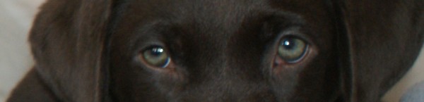 Bailey's eyes