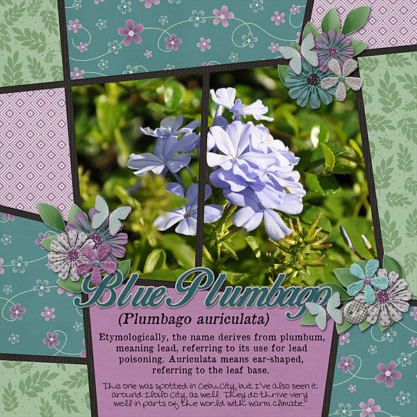 Blue Plumbago