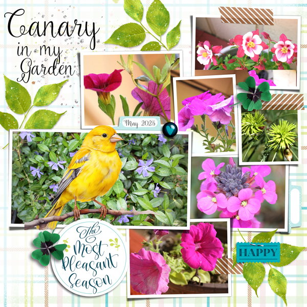 Canary in my Garden