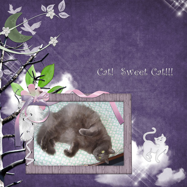 Cat sweet cat