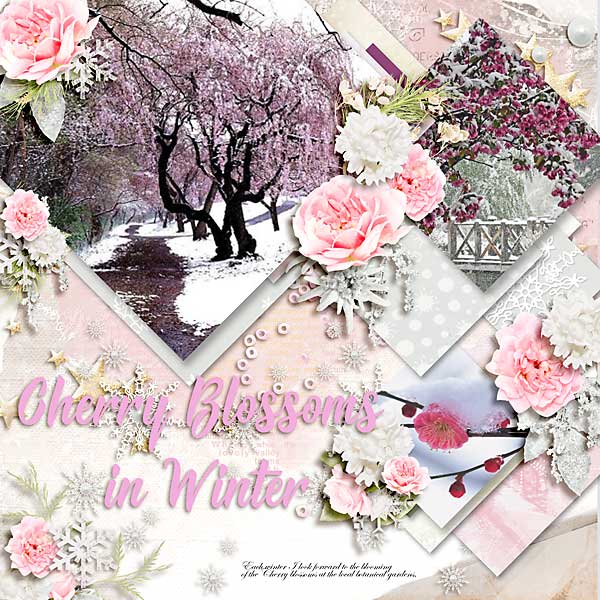 Cherry Blossoms in Winter