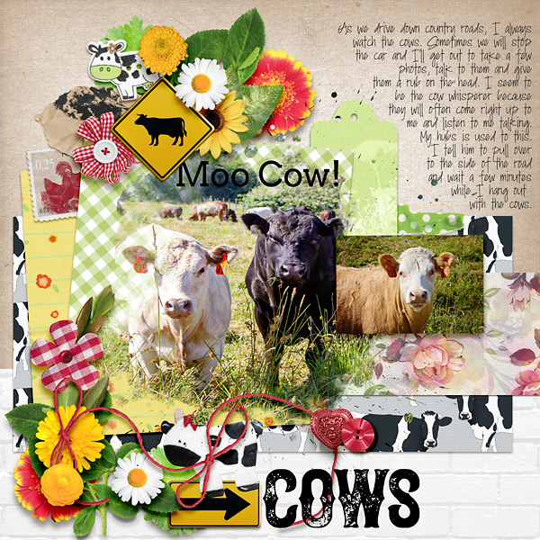 Cows