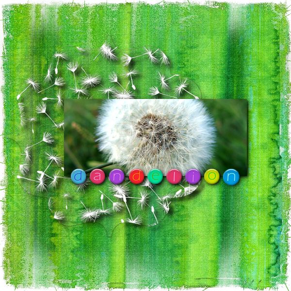 Dandelion