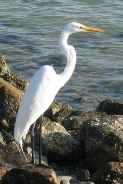 Egret (B photo)