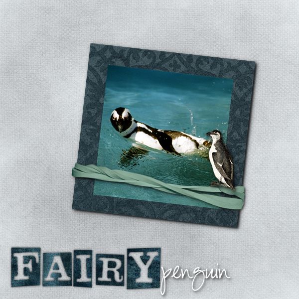 Fairy Penguin