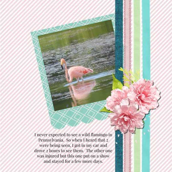 Flamingo in PA