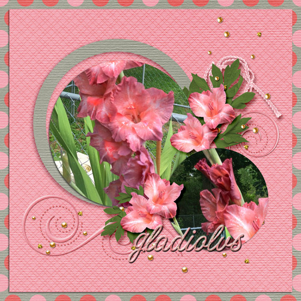 Gladiolus