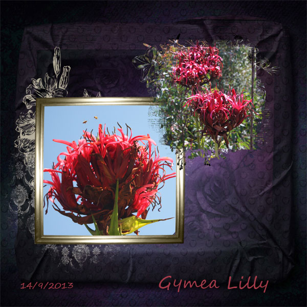 Gymea Lilly