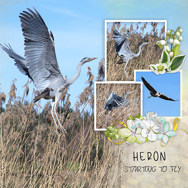 Heron